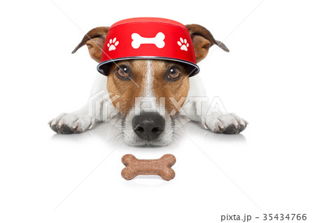 hungry dog  bowl 35434766