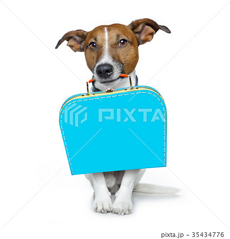 abandoned and lost dog 35434776