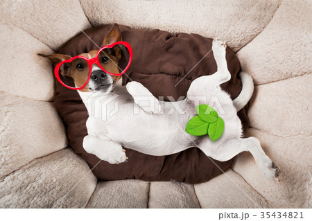 dog sleeping or resting dog sleeping or resting 35434821