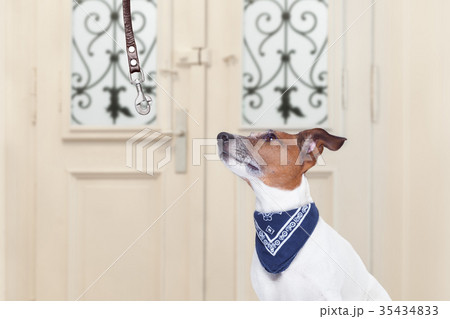 dog and owner  with leash dog and owner  with leash 35434833