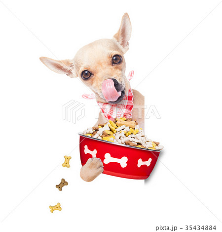 hungry dog bowl hungry dog bowl 35434884
