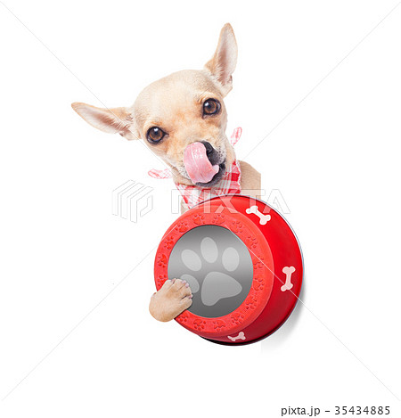 hungry dog bowl hungry dog bowl 35434885