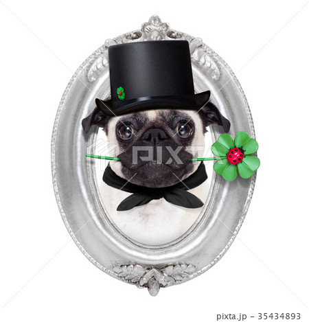 new years eve dog 35434893