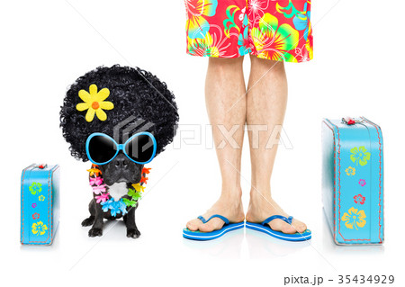 dog summer vacation dog summer vacation 35434929
