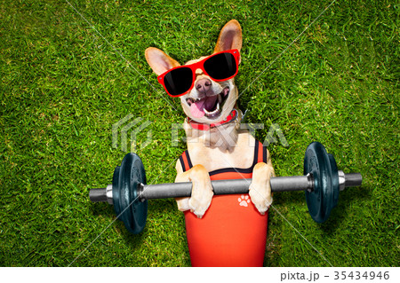 personal trainer sport fitness dog personal trainer sport fitness dog 35434946