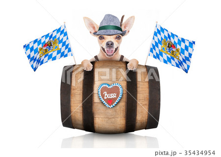 bavarian beer dog bavarian beer dog 35434954