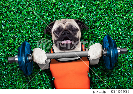 personal trainer dog 35434955