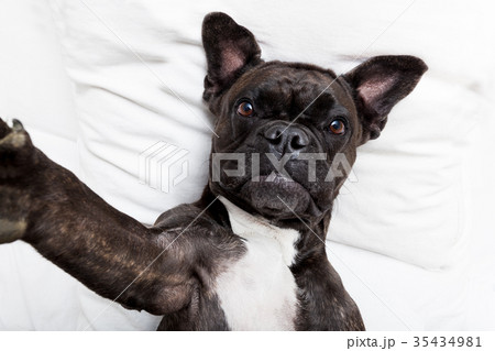 dog selfie in bed 35434981