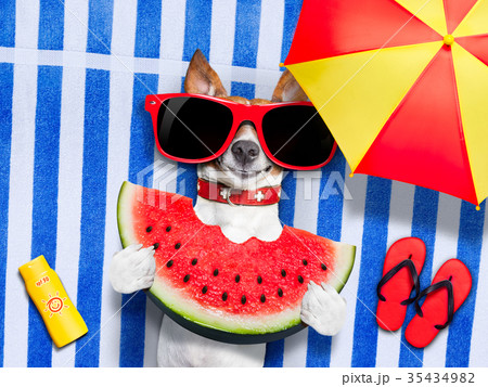 dog  realxing at the beach 35434982