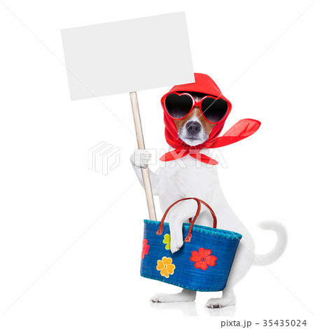 shopping dog diva shopping dog diva 35435024