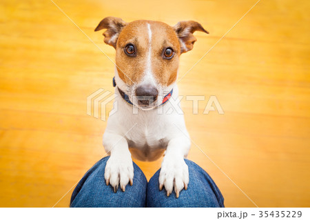 dog begging on lap dog begging on lap 35435229