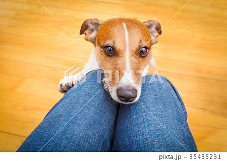 dog begging on lap dog begging on lap 35435231