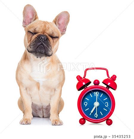 sleepyhead dog 35435253