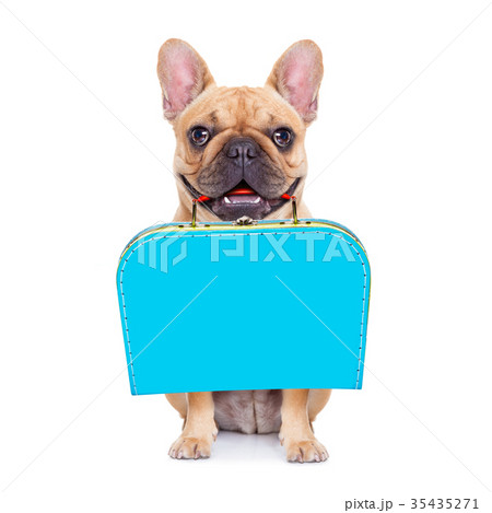 abandoned and lost dog 35435271
