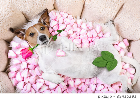 dog love rose valentines dog love rose valentines 35435293