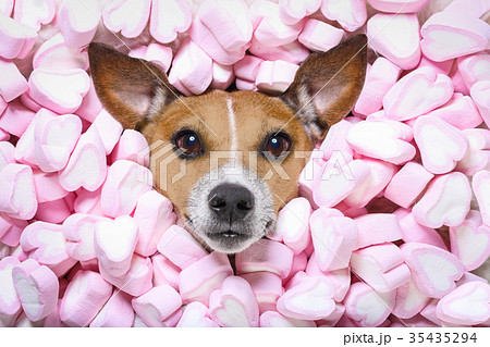 dog love valentines dog love valentines 35435294