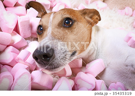 dog love valentines dog love valentines 35435319