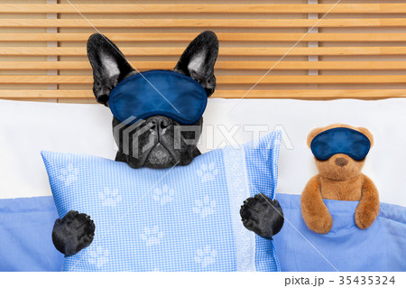 dog sleeping in bed dog sleeping in bed 35435324