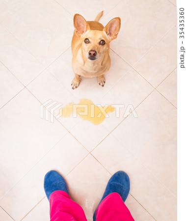 dog pee owner at home 35435360