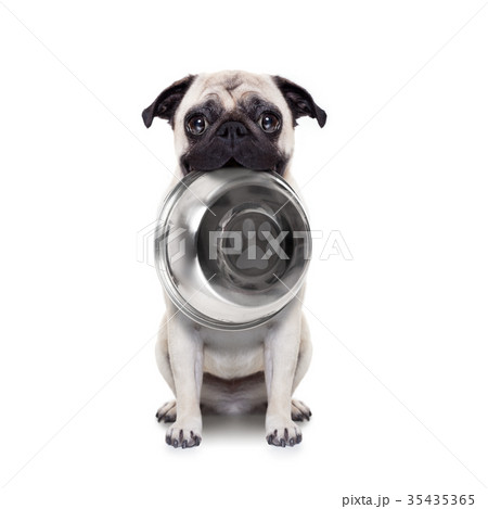 Hungry dog with bowl 35435365