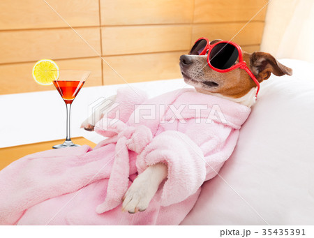 dog spa wellness 35435391