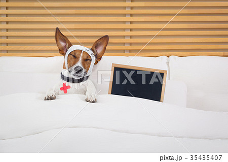 sick  ill dog 35435407