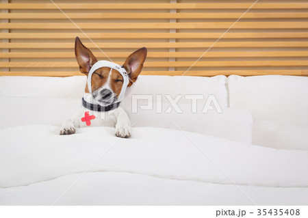 sick ill dog sick ill dog 35435408