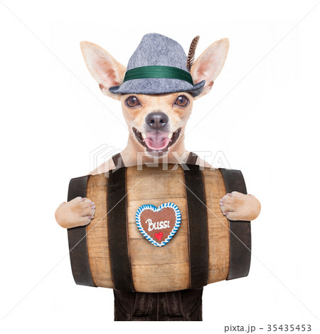 bavarian beer dog 35435453