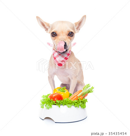hungry dog with healthy bowl hungry dog with healthy bowl 35435454