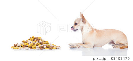 hungry dog with owner hand 35435479