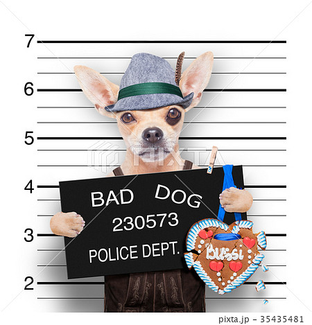 bavarian beer mugshot dog bavarian beer mugshot dog 35435481