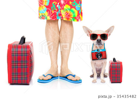 dog summer vacation dog summer vacation 35435482