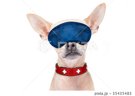 sleepyhead baby dog sleepyhead baby dog 35435483