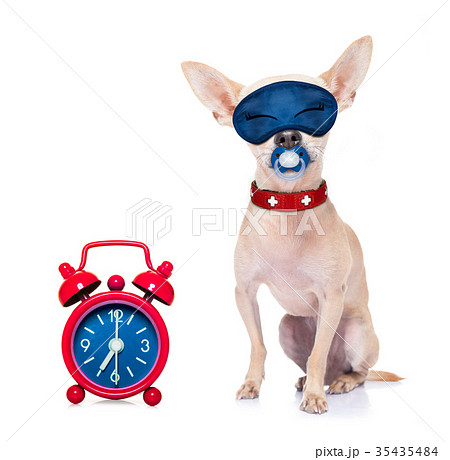sleepyhead baby dog sleepyhead baby dog 35435484