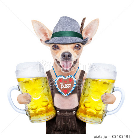 bavarian beer dog bavarian beer dog 35435492