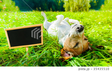 dog siesta at park 35435510