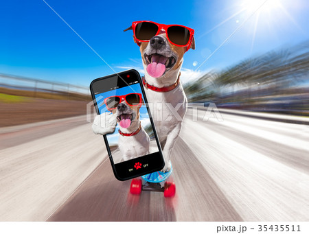 skater dog on skateboard 35435511