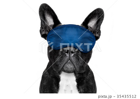 sleeping dog 35435512