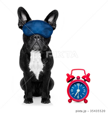 sleeping dog sleeping dog 35435520