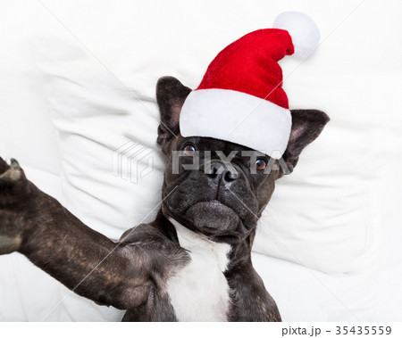 santa claus selfie dog 35435559