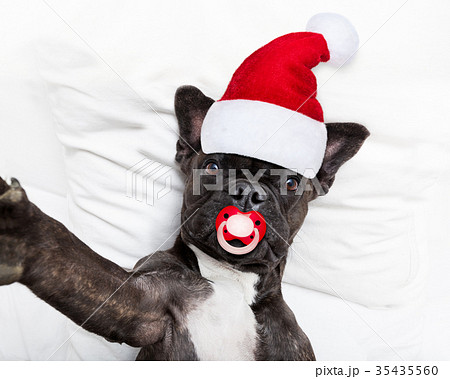 santa claus selfie dog 35435560