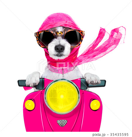 motorcycle  diva dog on summer 35435595