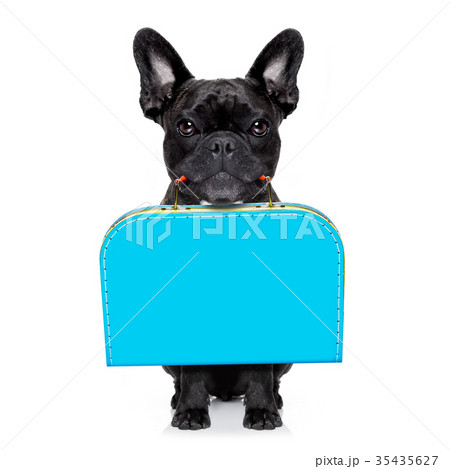 abandoned and lost dog 35435627