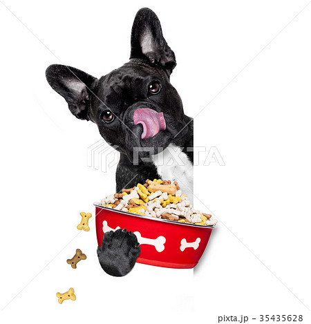 hungry dog bowl 35435628