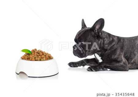 hungry dog with healthy bowl hungry dog with healthy bowl 35435648