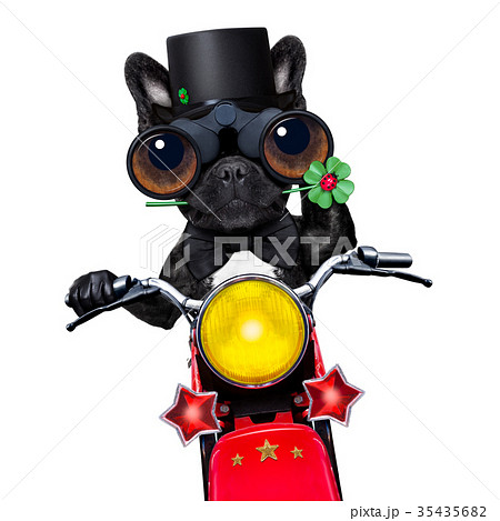 motor bike good luck dog 35435682