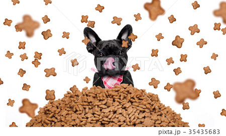 hungry dog  in  a food rain 35435683