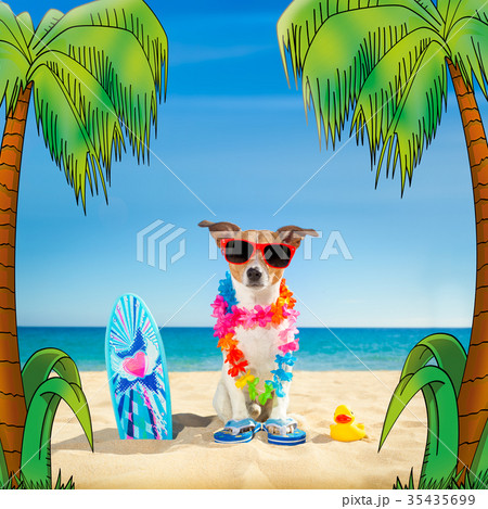 surfer dog beach surfer dog beach 35435699