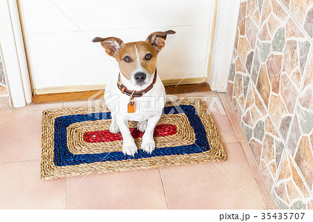 dog and owner  with leash dog and owner  with leash 35435707