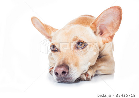 dog and owner for a walk dog and owner for a walk 35435718